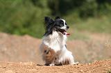 EPAGNEUL PAPILLON 133